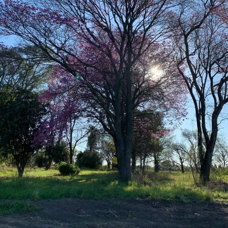 13,8 hectareas dentro de Parana